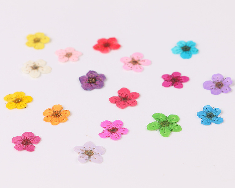 S02419 Wholesale preserved flower material nail  candles art pressed dry flowers nail art mini dried flowers for resin