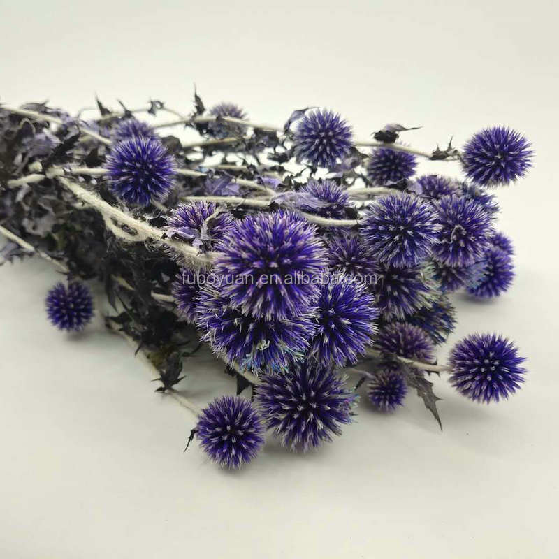 D050880 Natural dried Thistle Spray Eryngo Eryngium Foetidum Sea Holly dried flower balls preserved Thistle for Wedding Bouquet