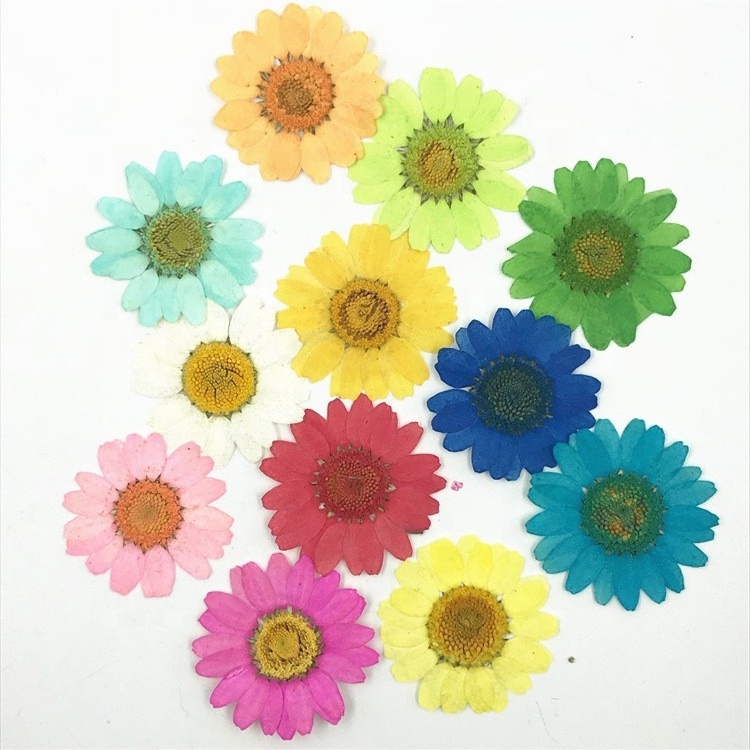 T308 Natural White Real Chrysanthemum Flower Daisies Pressed Flowers For Resin Jewelry Necklace Cardmaking Ring Vacuum Package