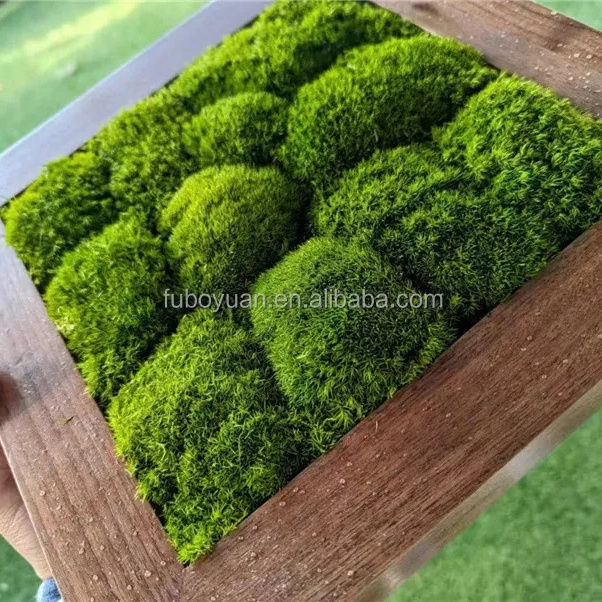 S02559 Decorative real moss wall panel art sphagnum moss stabilized decor preserved natural moss wall for arrangement