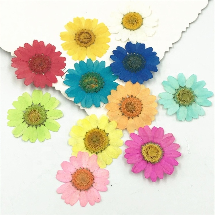 T308 Natural White Real Chrysanthemum Flower Daisies Pressed Flowers For Resin Jewelry Necklace Cardmaking Ring Vacuum Package