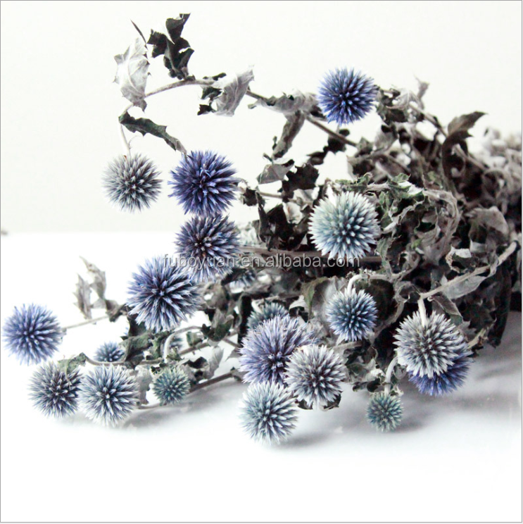 D050880 Natural dried Thistle Spray Eryngo Eryngium Foetidum Sea Holly dried flower balls preserved Thistle for Wedding Bouquet