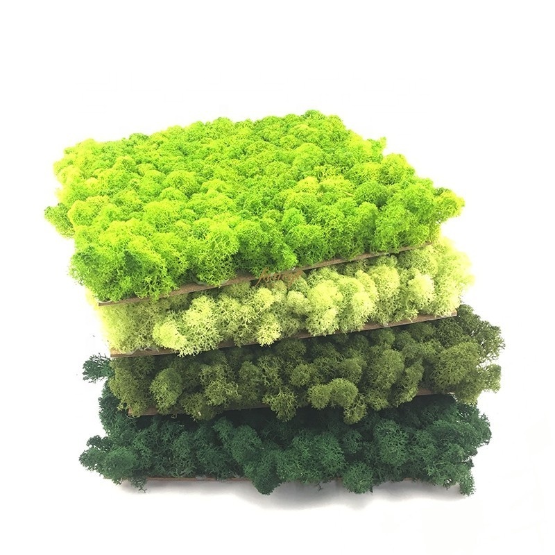 Landscaping China Wholesale 30*30CM Reindeer Moss Wall Stabilized Panel