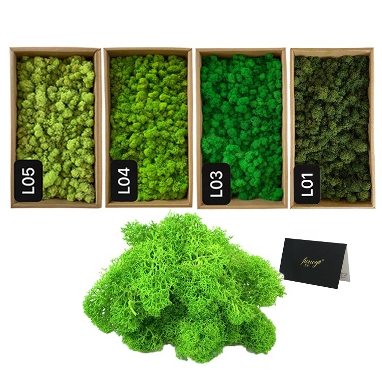 Decoration Ideas Graduation Preserved Stabilized Moss Home Decor Wall Moss Stabilized Decoration Garden