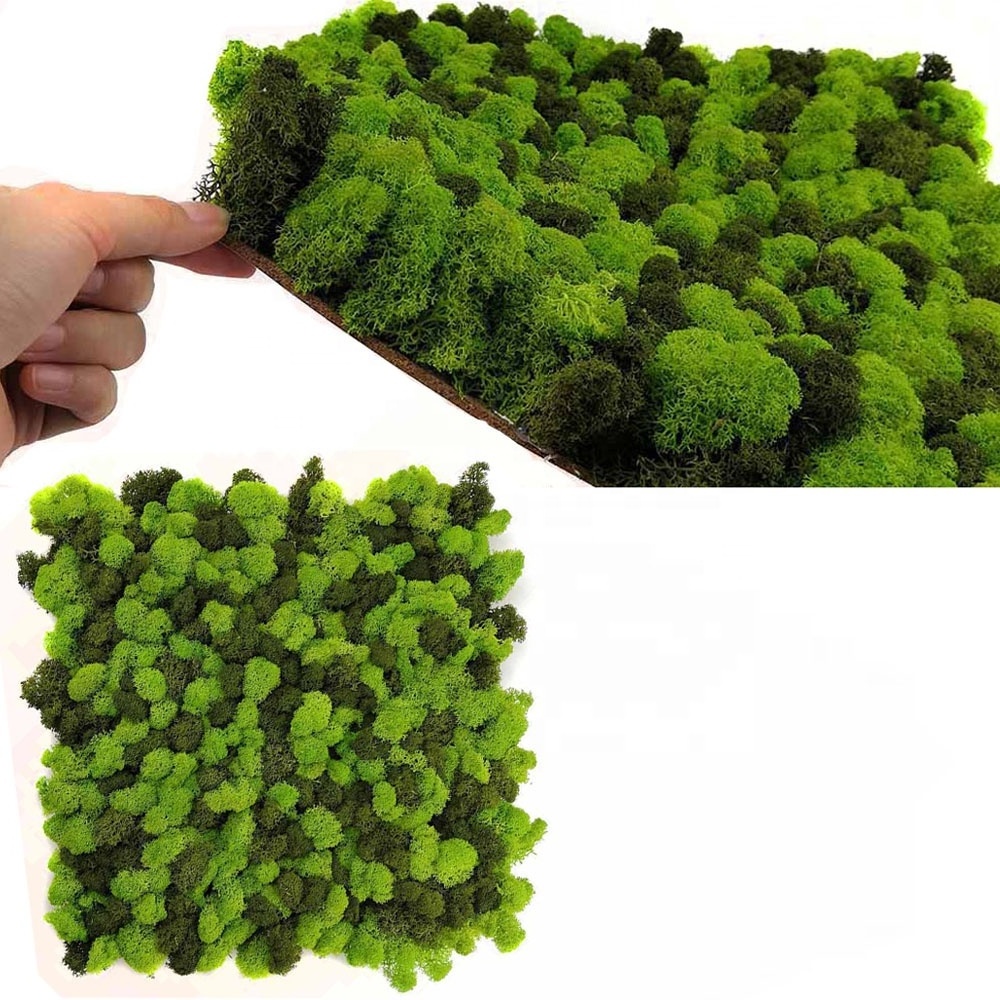 Real Natural Stabilized Moss Reindeer Home Decor DIWALI Christmas Decoration Moss Wall  Panel Preserved Reindeer Moss