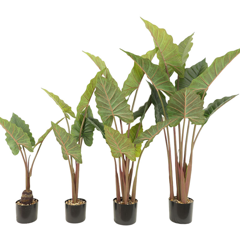 Simulation of green plants simulation of potted plants Caladium bicolor Vent white edged ficus customized models