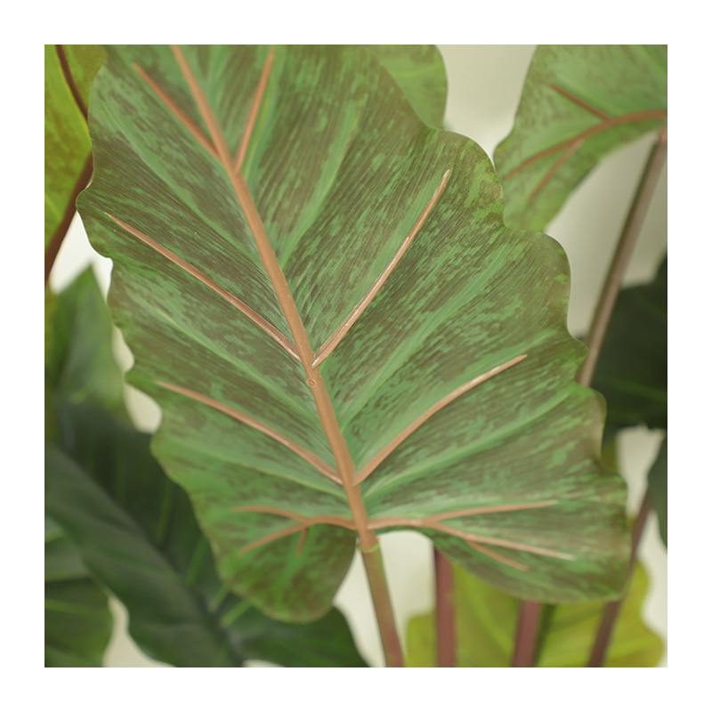 Simulation of green plants simulation of potted plants Caladium bicolor Vent white edged ficus customized models