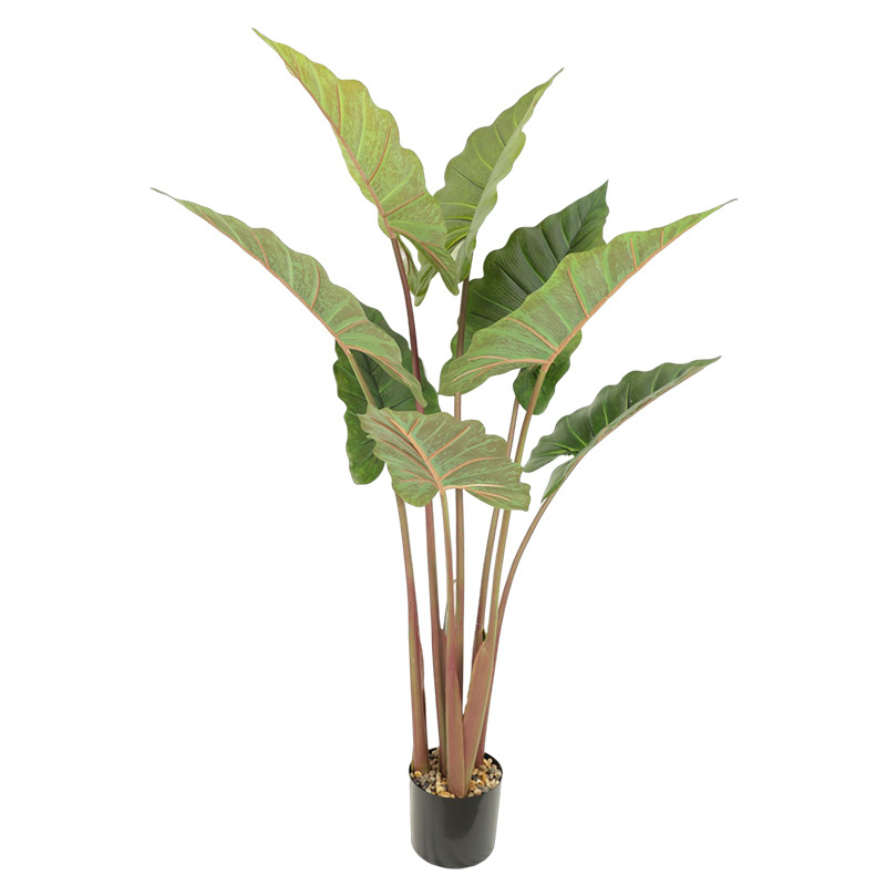 Simulation of green plants simulation of potted plants Caladium bicolor Vent white edged ficus customized models