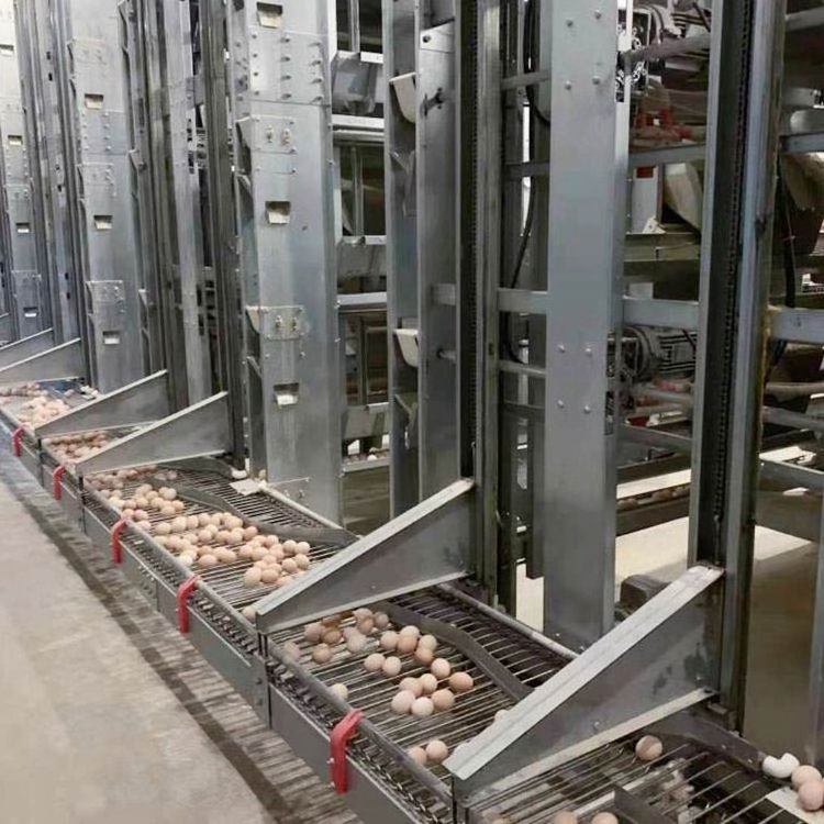 Automatic poultry production line cages for layer chickens for 10000 birds cheap price