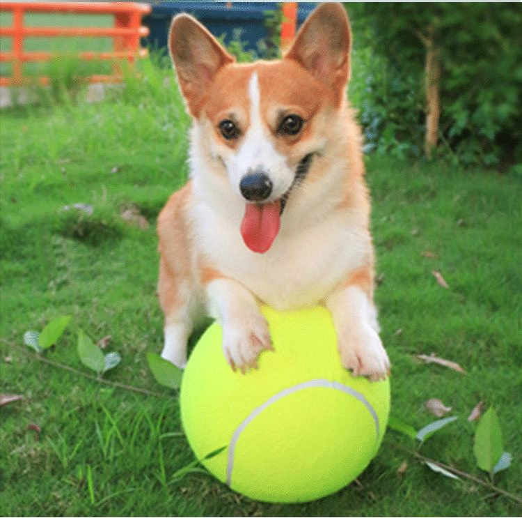 Factory price customized logo multiple colors rubber dog interactive chew toys pet tennis ball for training logo dog ball