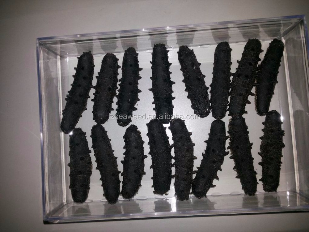 SEA CUCUMBER Wholesale USA sea cucumber the price of dried sea cucumber