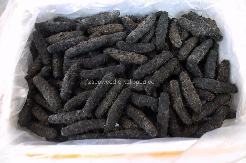 SEA CUCUMBER Wholesale USA sea cucumber the price of dried sea cucumber