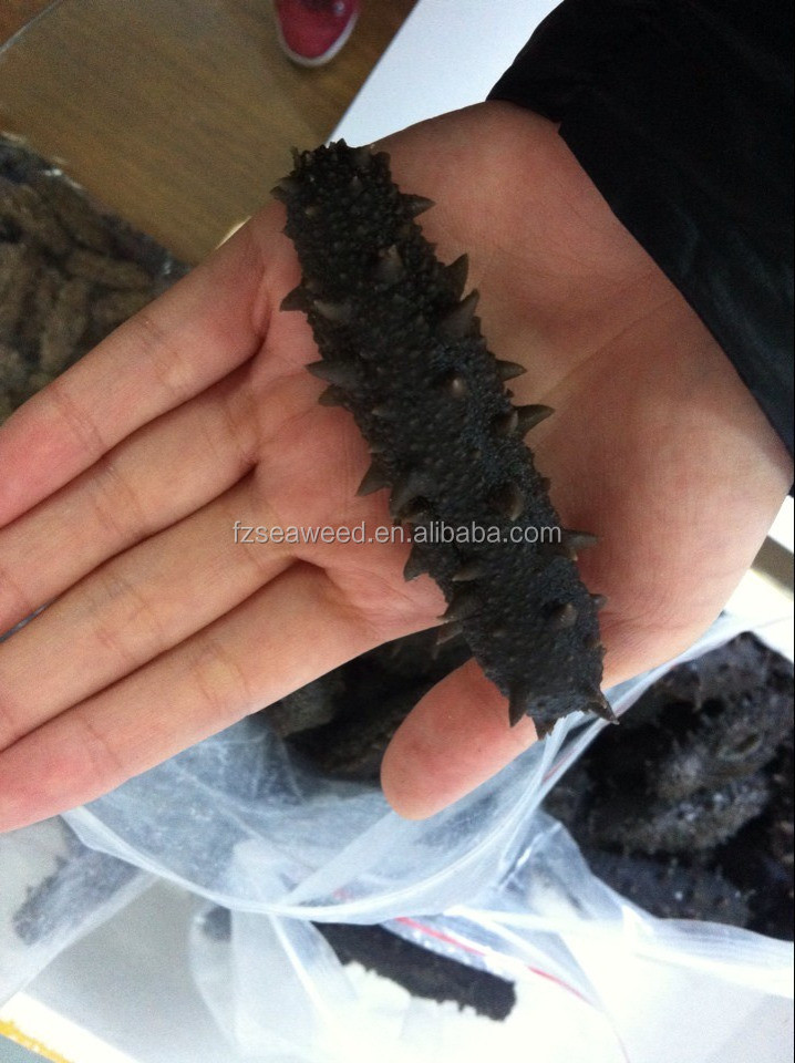 SEA CUCUMBER Wholesale USA sea cucumber the price of dried sea cucumber