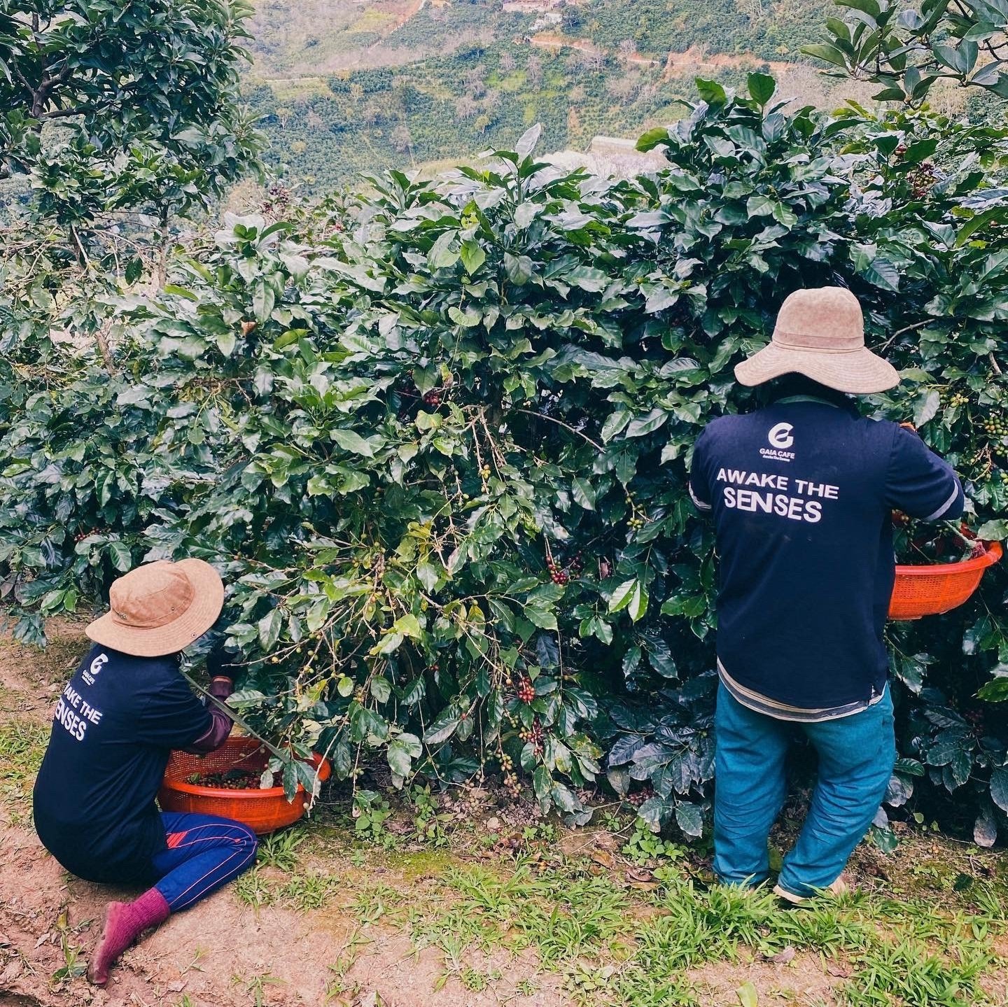 Green Robusta Coffee Beans Wholesale Premium Fine Vietnamese Product Robusta  in Natural Process S16 Single Origin Buon Me Thuot