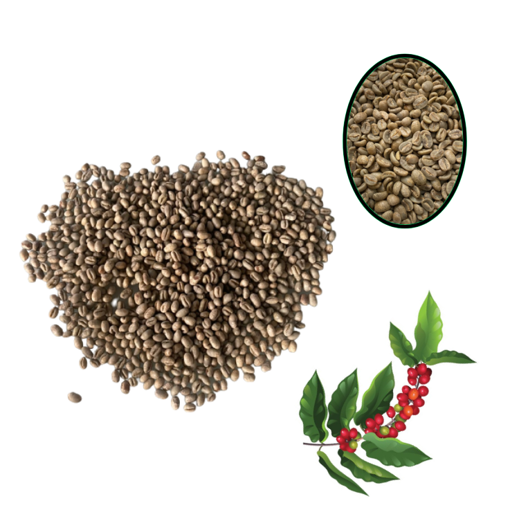 Green Robusta Coffee Beans Wholesale Premium Fine Vietnamese Product Robusta  in Natural Process S16 Single Origin Buon Me Thuot