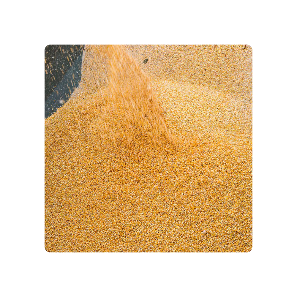 Indian Origin Crush Maize For Sale Yellow Crush Corn Maize For Bird Feed Export From India Crush Maize