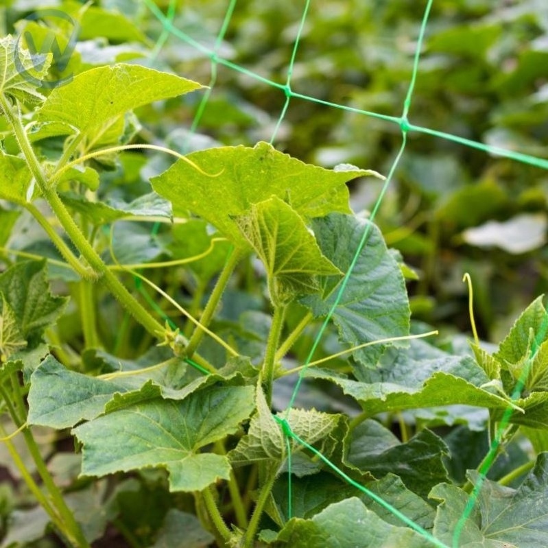 Tomato Trellis Net Scrog Trellis Netting 5X30 Cucumber Trellis Net 2X4