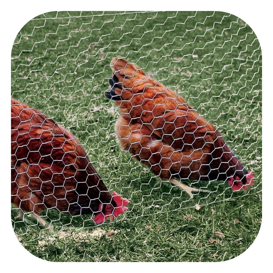 Twisted Galvanized Hexagonal Wire Mesh 17 Gauge Hexagonal Chicken Coop Wire Netting Chicken Coop Wire Netting