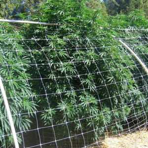 Tomato Trellis Net Scrog Trellis Netting 5X30 Cucumber Trellis Net 2X4