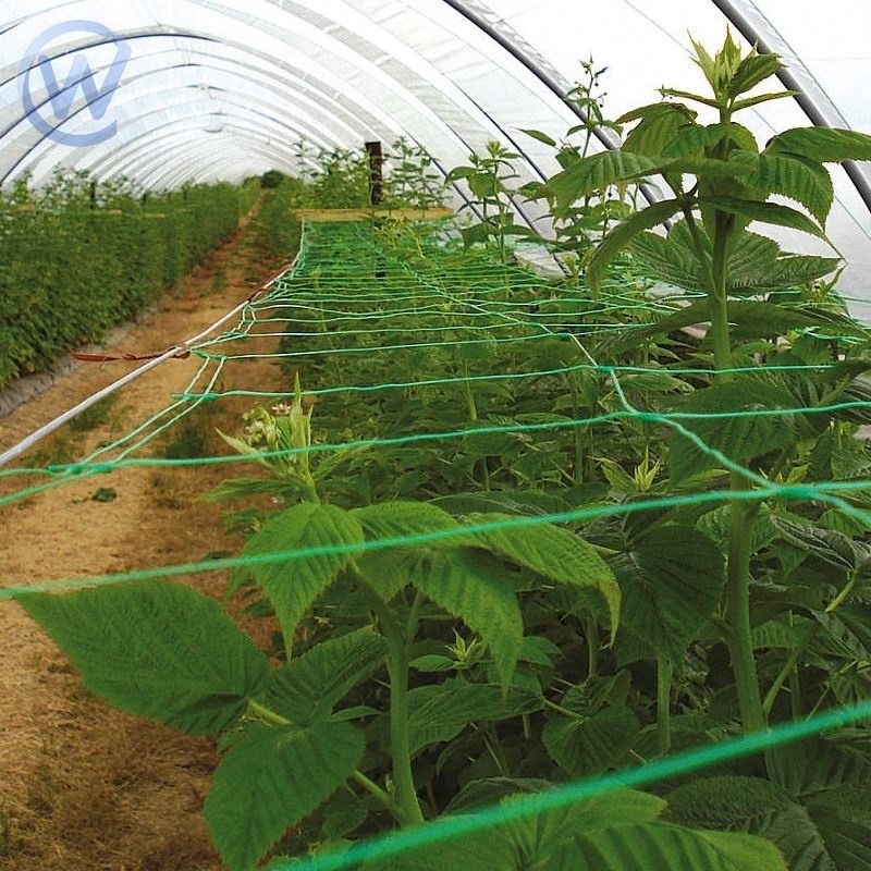 Tomato Trellis Net Scrog Trellis Netting 5X30 Cucumber Trellis Net 2X4