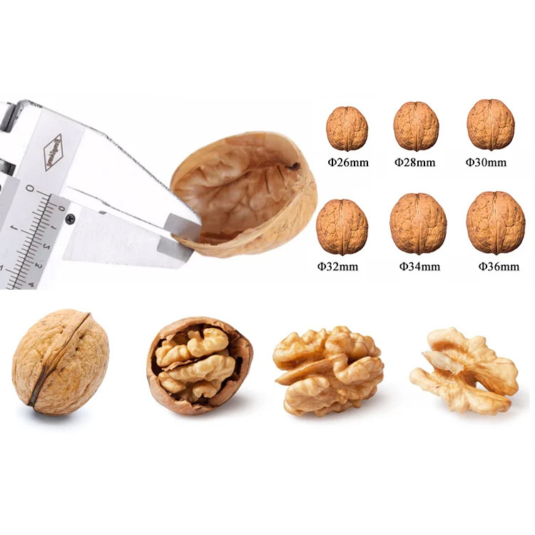 Competitive Price Wholesale Bulk Walnut Kernel China