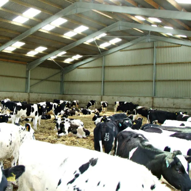 Low Cost Stable Design Prefabricated Steel Structure Dairy Cattle Cow Shed Farm House Building