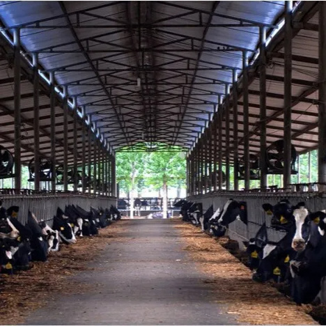 Low Cost Stable Design Prefabricated Steel Structure Dairy Cattle Cow Shed Farm House Building