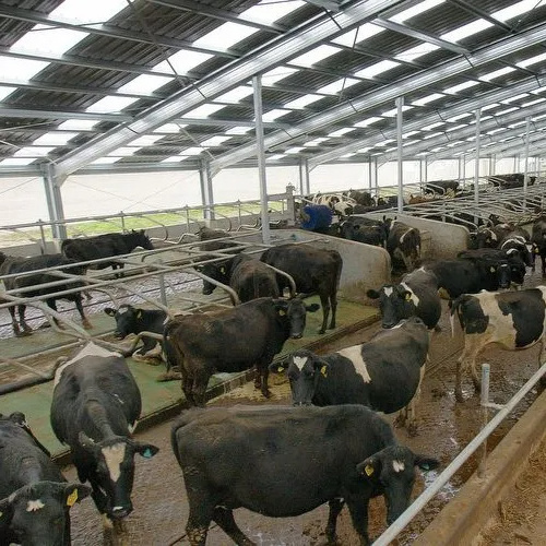 Low Cost Stable Design Prefabricated Steel Structure Dairy Cattle Cow Shed Farm House Building