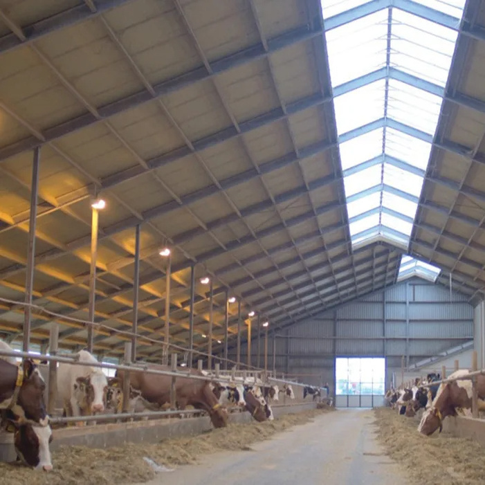 Low Cost Stable Design Prefabricated Steel Structure Dairy Cattle Cow Shed Farm House Building