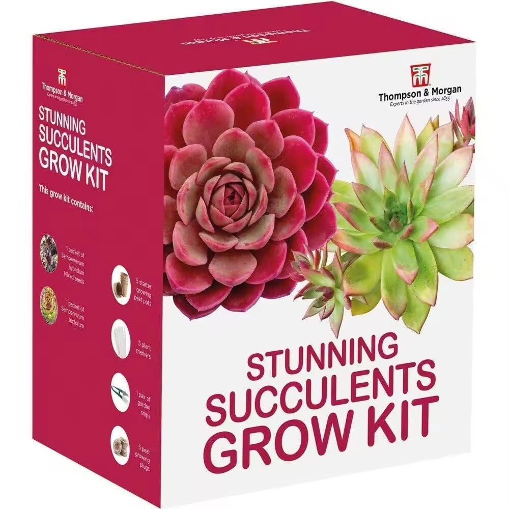 Modern Succulent Plants Grow Garden Kit Plastic Nursery and Hanging Condition Gardeners Gift with Mixed Succulent