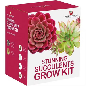 Modern Succulent Plants Grow Garden Kit Plastic Nursery and Hanging Condition Gardeners Gift with Mixed Succulent