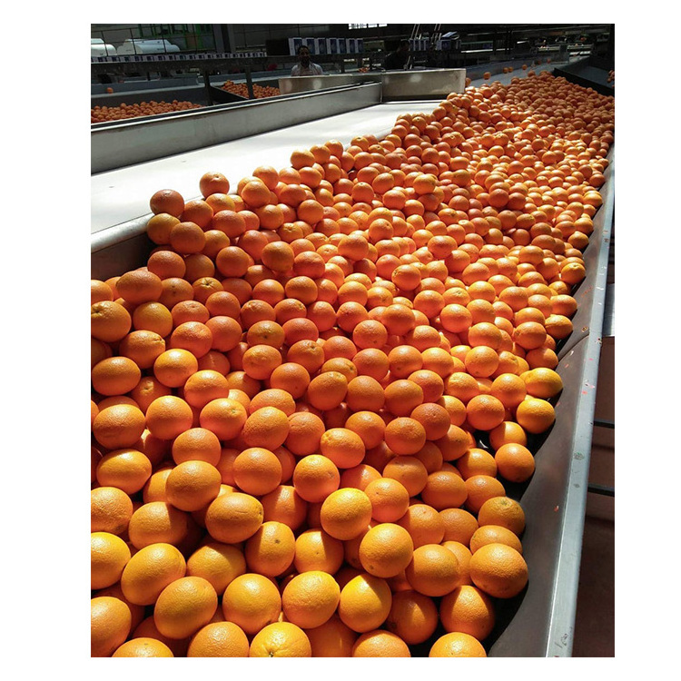 For Sale Wholesale Delicious Sweet Fresh Citrus Oranges For Sale Orange Oranges Fresh Orange Buyers Fresh Mandarin Orange