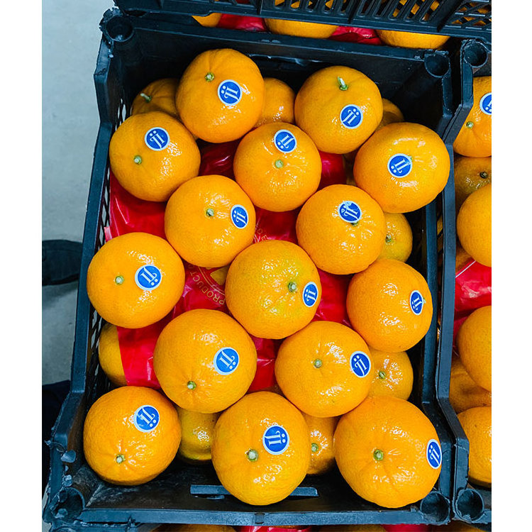 Oranges Fresh Mandarin Orange For Sale Orange Oranges Fresh Orange Buyers For Sale Wholesale Delicious Sweet Fresh Citrus