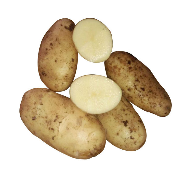 Fresh Big Potato Organic White Potato Yellow Potato