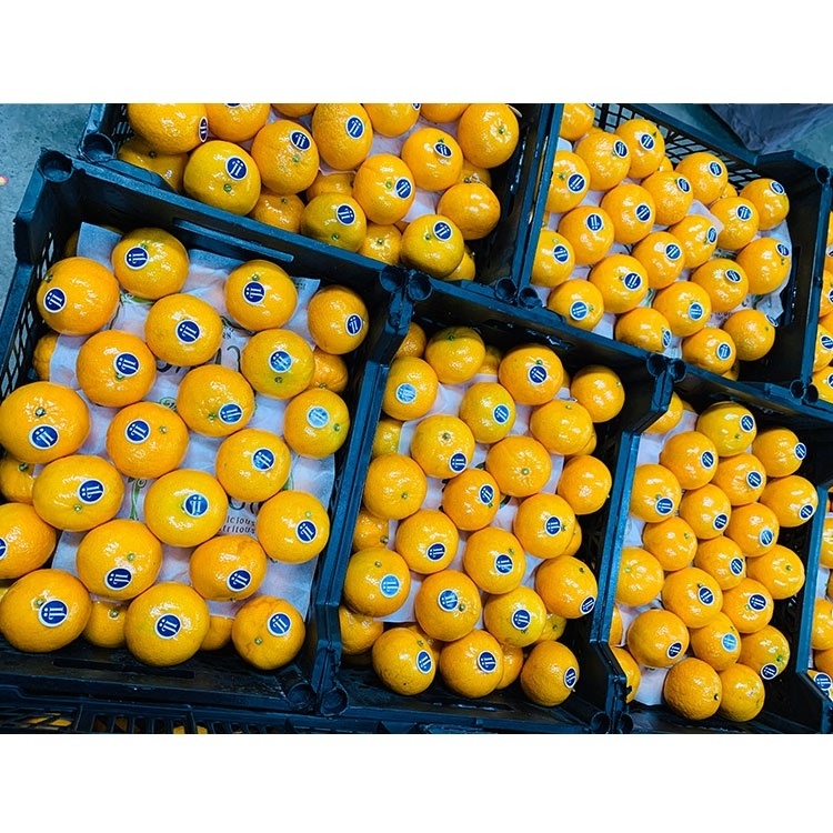 Oranges Fresh Mandarin Orange For Sale Orange Oranges Fresh Orange Buyers For Sale Wholesale Delicious Sweet Fresh Citrus