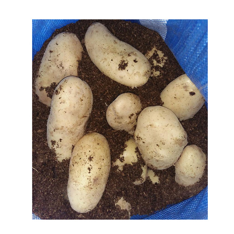 Fresh Big Potato Organic White Potato Yellow Potato