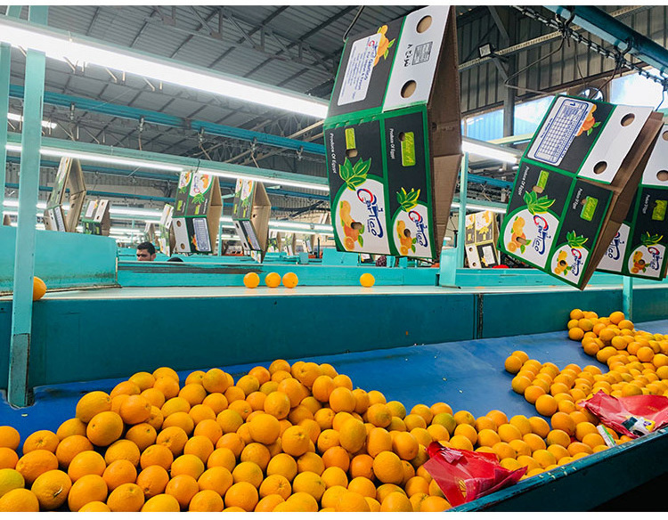 Fresh Mandarin Orange For Sale Wholesale Orange Oranges Fresh Orange Buyers  Delicious Sweet Fresh Citrus Oranges For Sale