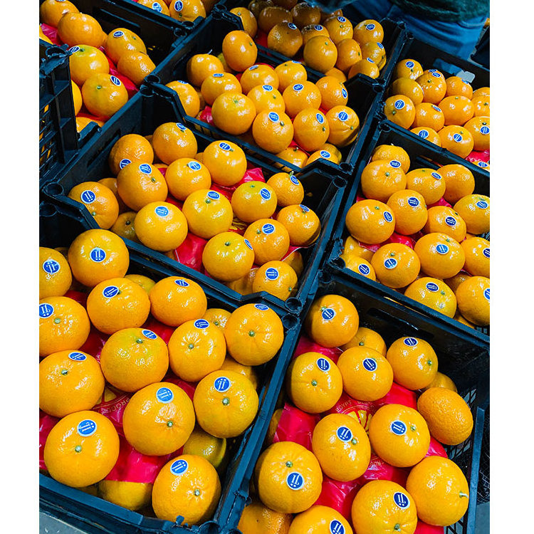 Oranges Fresh Mandarin Orange For Sale Orange Oranges Fresh Orange Buyers For Sale Wholesale Delicious Sweet Fresh Citrus