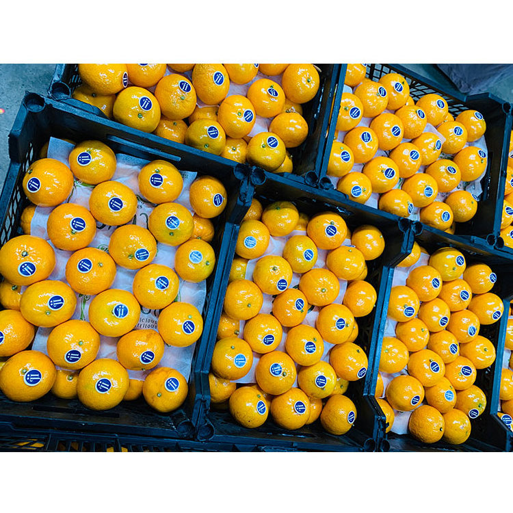 For Sale Wholesale Delicious Sweet For Sale Orange Oranges Fresh Orange Buyers Fresh Citrus Oranges Fresh Mandarin Orange