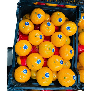 For Sale Wholesale Delicious Sweet For Sale Orange Oranges Fresh Orange Buyers Fresh Citrus Oranges Fresh Mandarin Orange