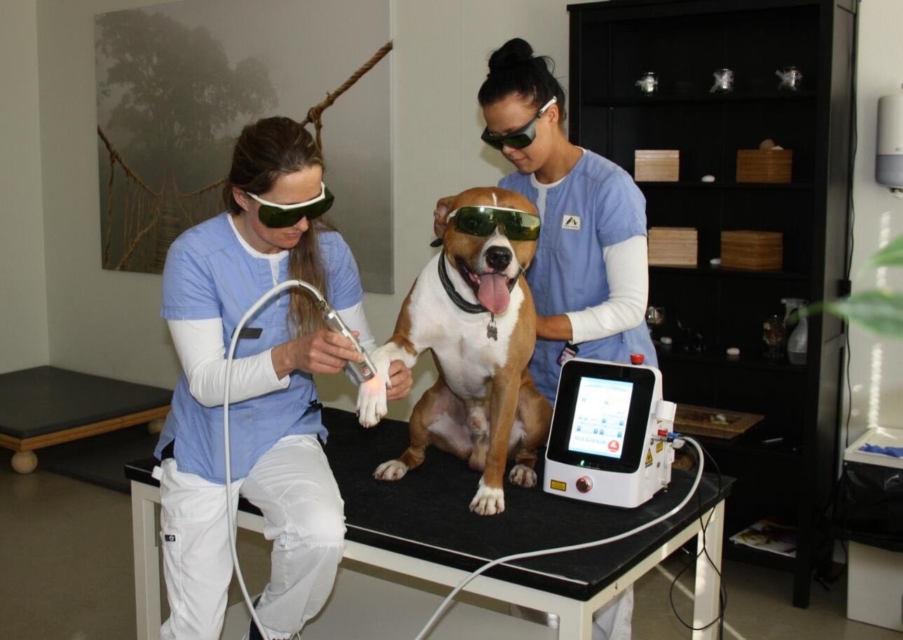 Veterinary MLS physical therapy device cold laser for dog/cat/horse/pet animal wounding healing Joint injury pain relief