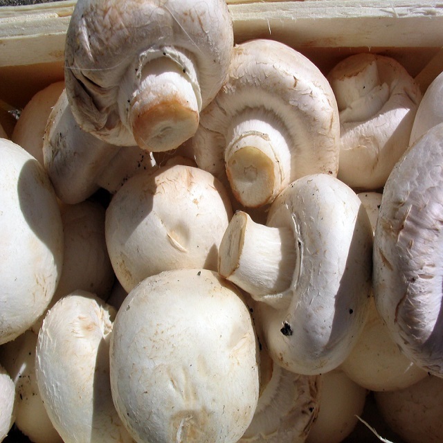 Quality Market price Canned Straw mushroom 400g