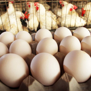 New stock White/brown Fresh Table Chicken Eggs ,Fertilized Chicken Eggs for sale