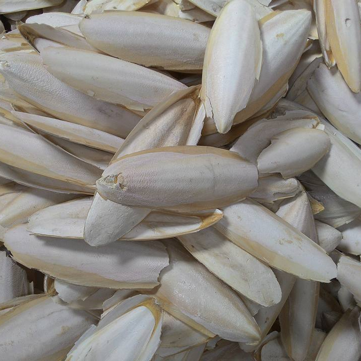 Cuttle fish bone, cuttle fish /CUTTLE FISH BONE FOR SALE.