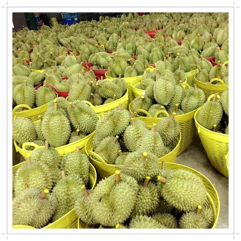 Frozen Whole Musang King Durian