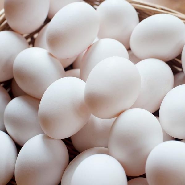 New stock White/brown Fresh Table Chicken Eggs ,Fertilized Chicken Eggs for sale