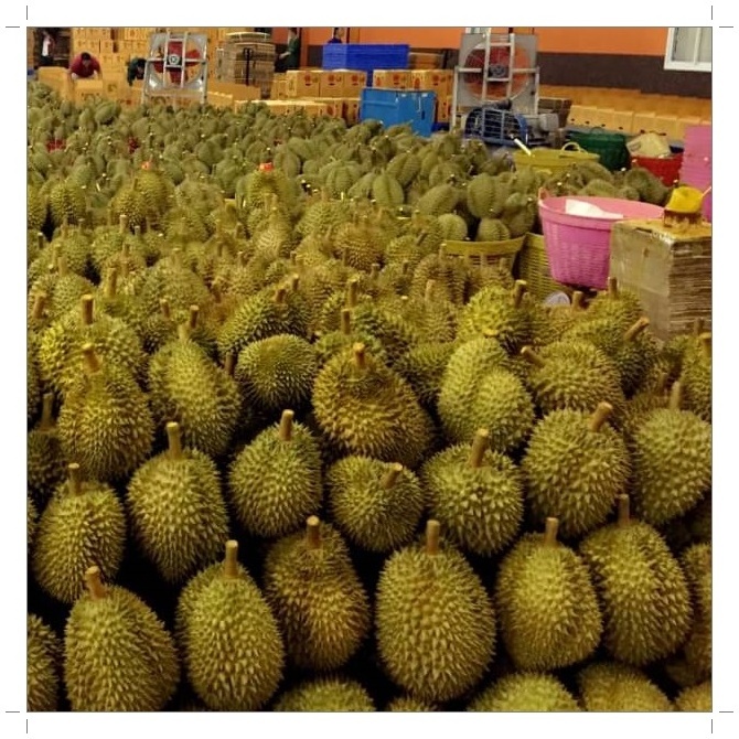 Frozen Whole Musang King Durian