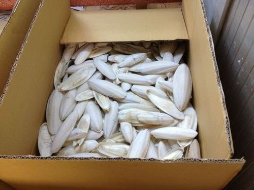 Cuttle fish bone, cuttle fish /CUTTLE FISH BONE FOR SALE.