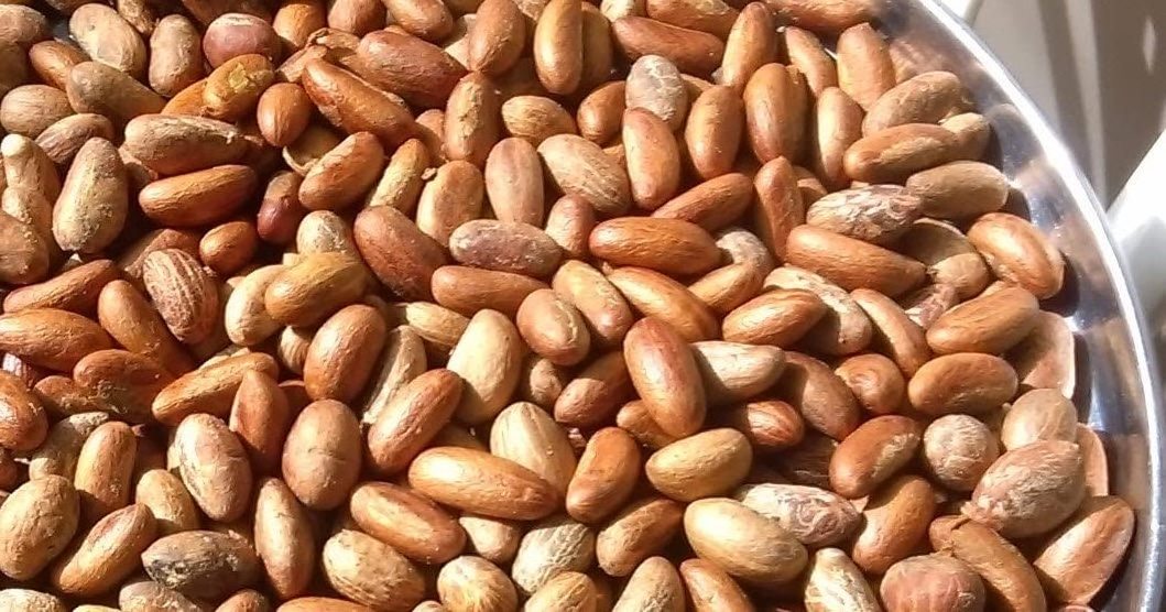 Bitter Kola / Garcinia Nut /Natural Fresh Kola Nuts