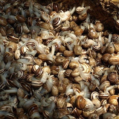 Available  Quality Edible Snails Frozen,Dried ,Fresh Snails